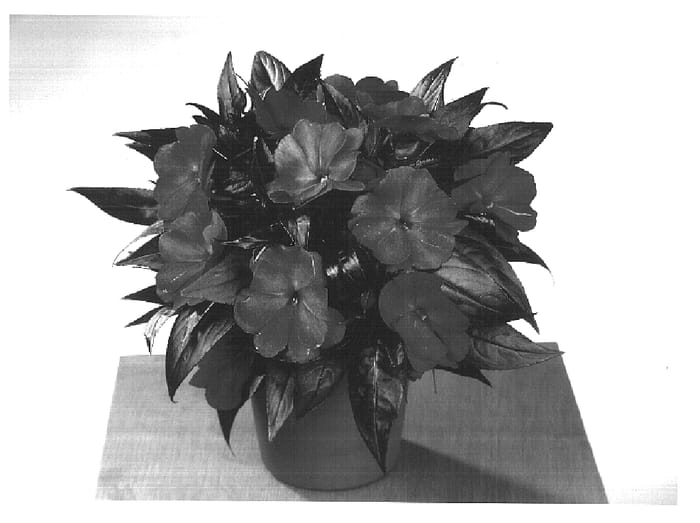 Figure 1 of US plant patent PP14811, the photograph of Fisnics Hot Pink printed in the patent.