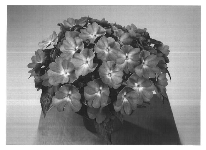 Figure 1 of US plant patent PP14812, the photograph of Fisnics Salmon Ice printed in the patent.