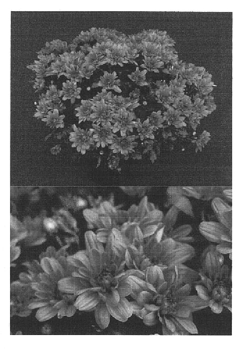 Figure 1 of US plant patent PP14813, the photograph of Yojamestown printed in the patent.