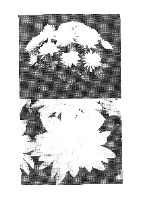 Figure 1 of US plant patent PP14814, the photograph of Chrysanthemum plant named Yoolympia printed in the patent.
