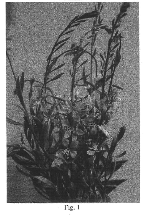 Figure 1 of US plant patent PP14815, the photograph of Colso printed in the patent.
