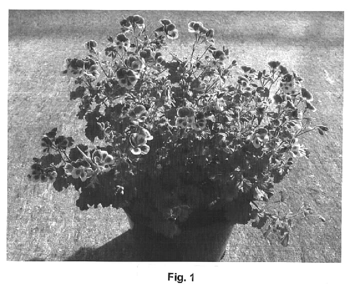 Figure 1 of US plant patent PP14816, the photograph of Pacra printed in the patent.