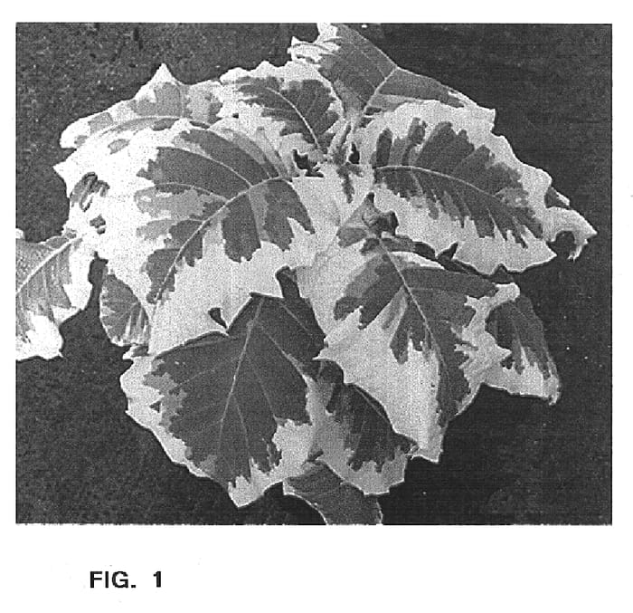 Figure 1 of US plant patent PP14817, the photograph of Snowbank printed in the patent.
