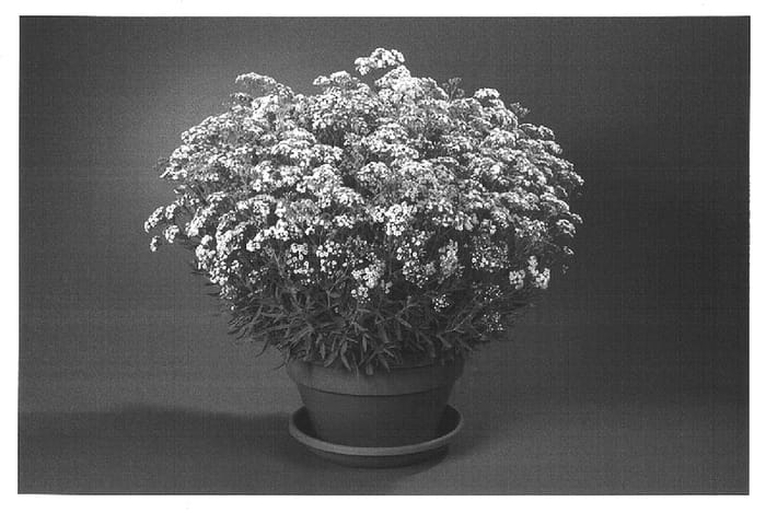 Figure 1 of US plant patent PP14818, the photograph of Danfestar printed in the patent.