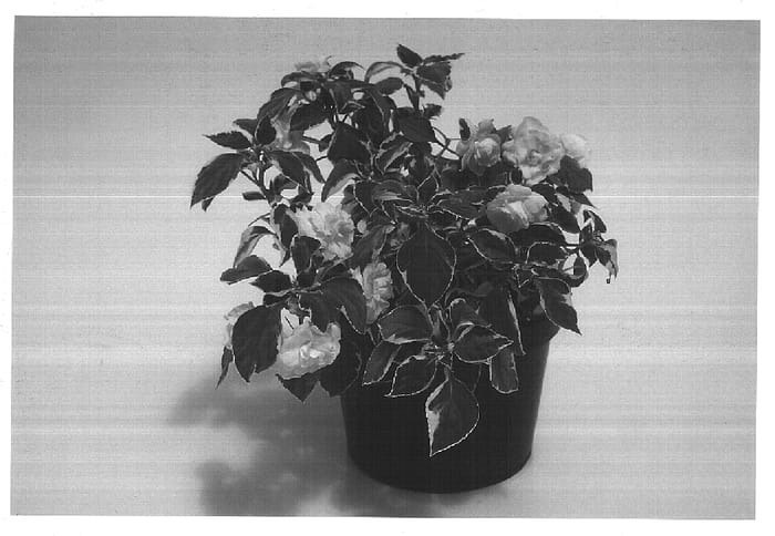 Figure 1 of US plant patent PP14819, the photograph of Snow 'n Ice printed in the patent.