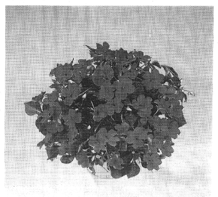 Figure 1 of US plant patent PP14820, the photograph of Danchelired printed in the patent.