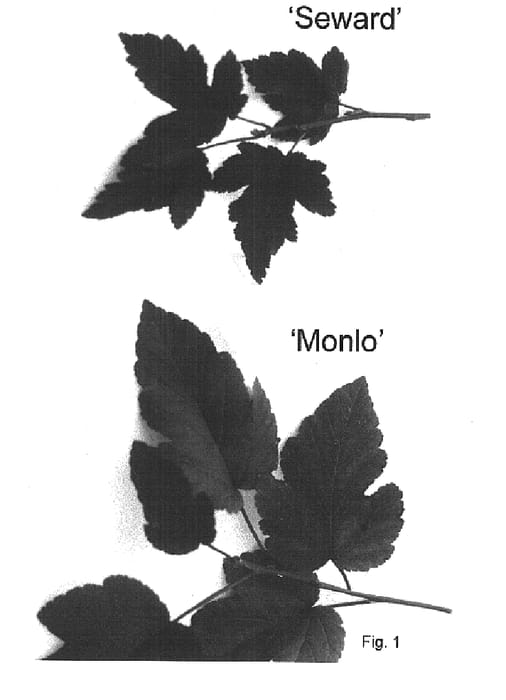Figure 1 of US plant patent PP14821, the photograph of Seward printed in the patent.