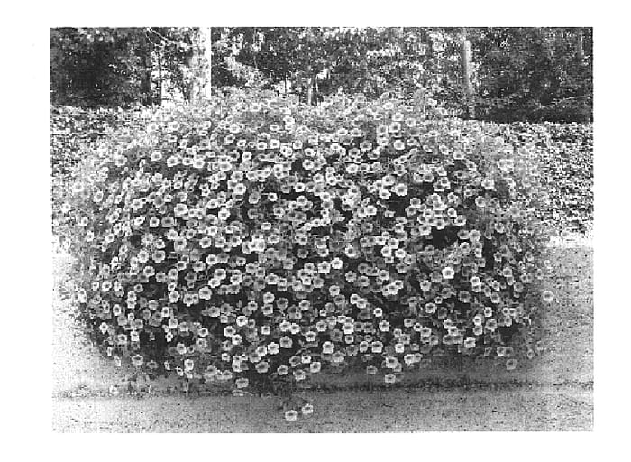 Figure 1 of US plant patent PP14822, the photograph of Wescaora printed in the patent.