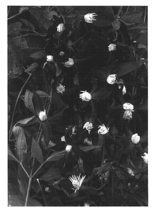 Figure 1 of US plant patent PP14823, the photograph of Pretty in Blue printed in the patent.
