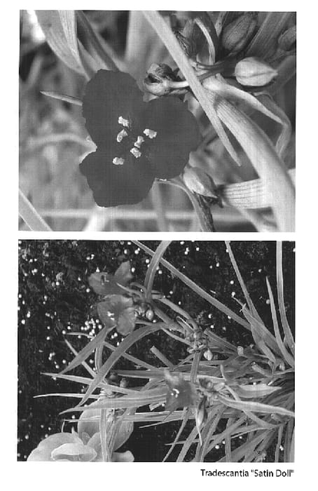 Figure 1 of US plant patent PP14824, the photograph of Satin Doll printed in the patent.