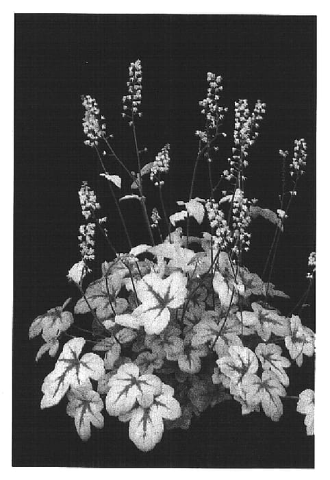 Figure 1 of US plant patent PP14825, the photograph of Sunspot printed in the patent.