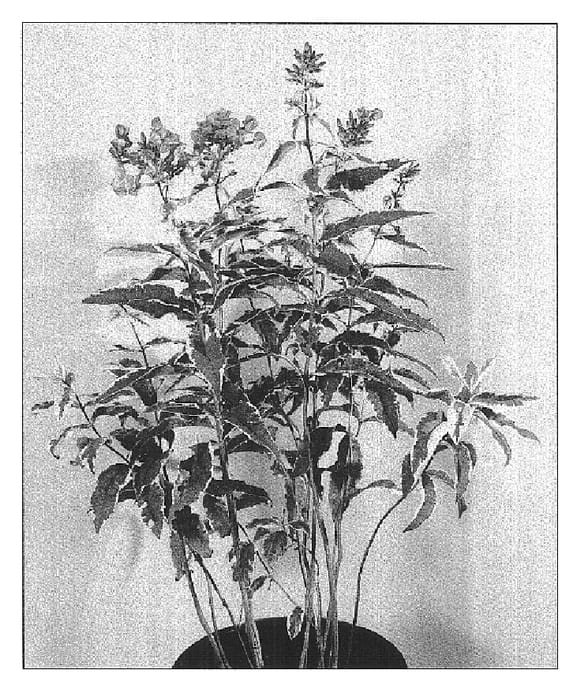 Figure 1 of US plant patent PP14826, the photograph of Elisabeth printed in the patent.