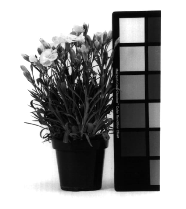 Figure 1 of US plant patent PP14827, the photograph of CFPC Charm printed in the patent.