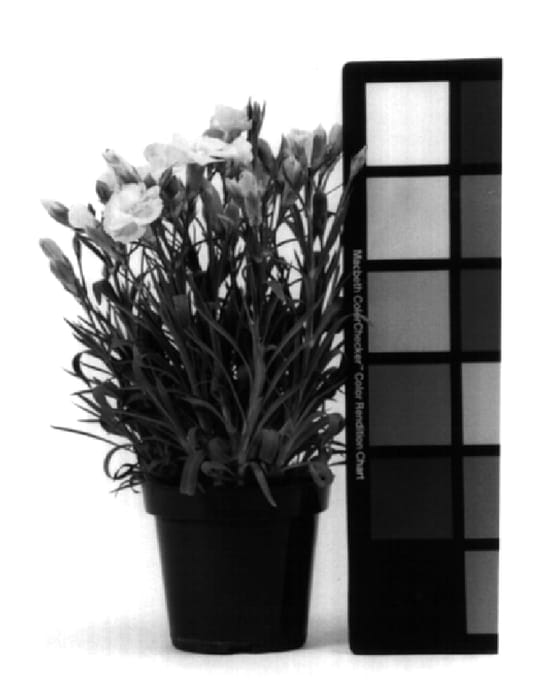 Figure 1 of US plant patent PP14828, the photograph of CFPC Mindy printed in the patent.