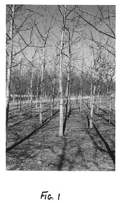 Figure 1 of US plant patent PP14829, the photograph of Beineke 5 printed in the patent.