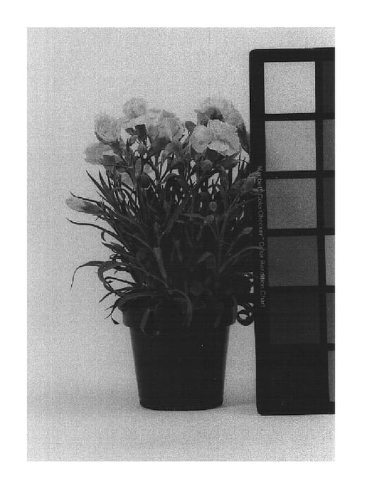 Figure 1 of US plant patent PP14830, the photograph of CFPC Yellow Lacy printed in the patent.