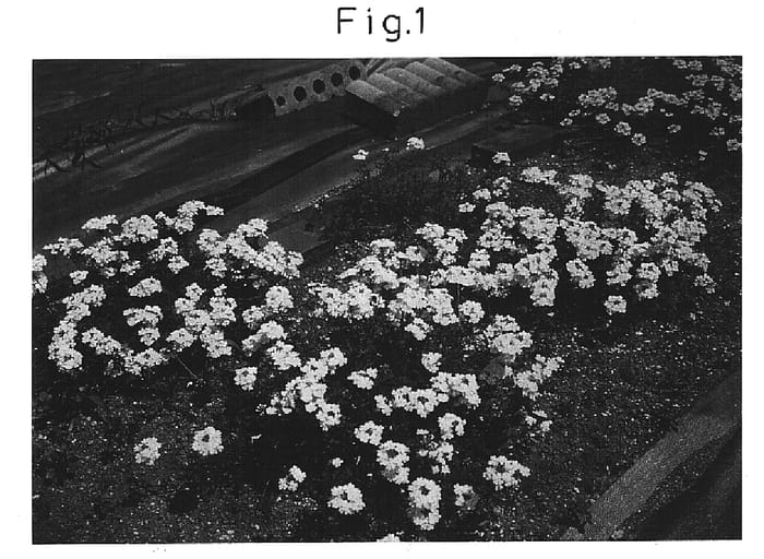 Figure 1 of US plant patent PP14831, the photograph of Sunmaref TPPW printed in the patent.