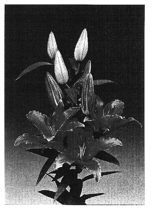 Figure 1 of US plant patent PP14832, the photograph of Soldera printed in the patent.