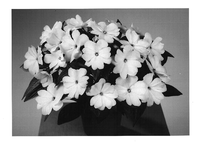 Figure 1 of US plant patent PP14833, the photograph of Fisnics Pastel printed in the patent.