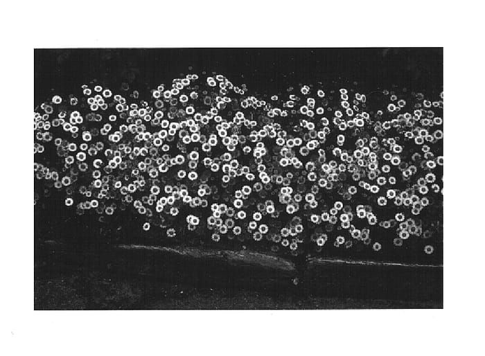 Figure 1 of US plant patent PP14834, the photograph of Spindrift printed in the patent.