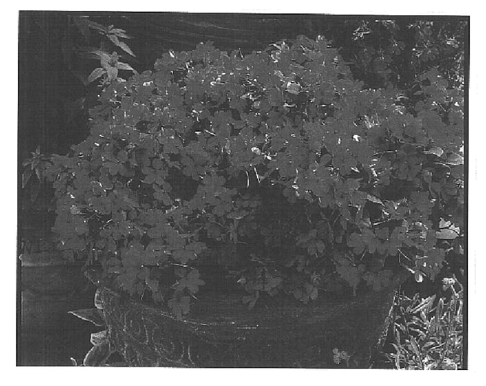 Figure 1 of US plant patent PP14835, the photograph of Fify Orantwo printed in the patent.
