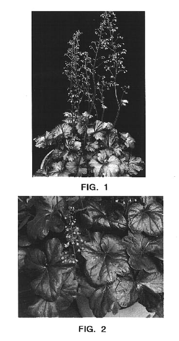 Figure 1 of US plant patent PP14836, the photograph of Obsidian printed in the patent.