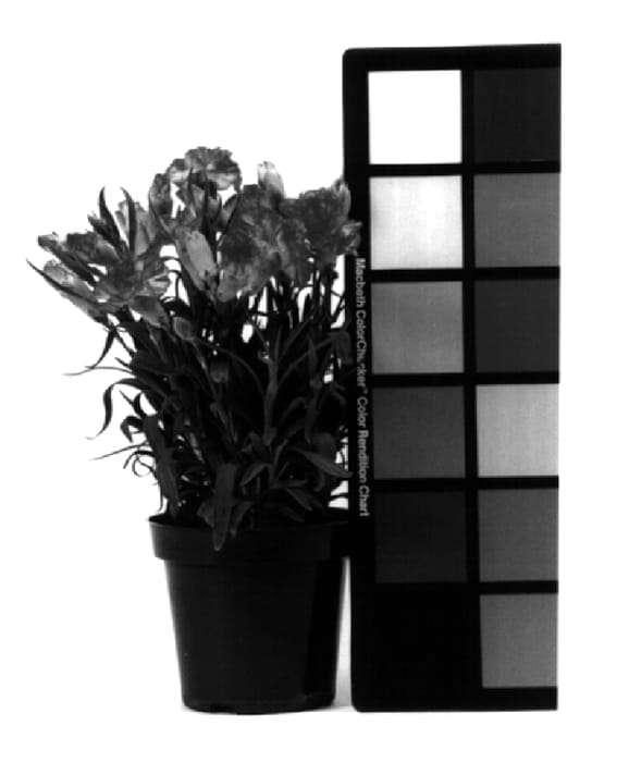 Figure 1 of US plant patent PP14837, the photograph of CFPC Mel printed in the patent.