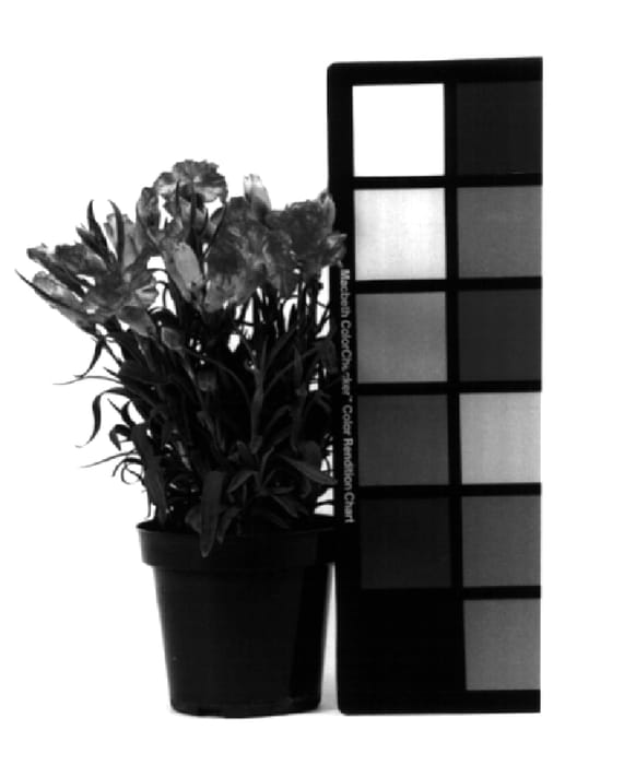 Figure 1 of US plant patent PP14838, the photograph of Kuro Bijin printed in the patent.