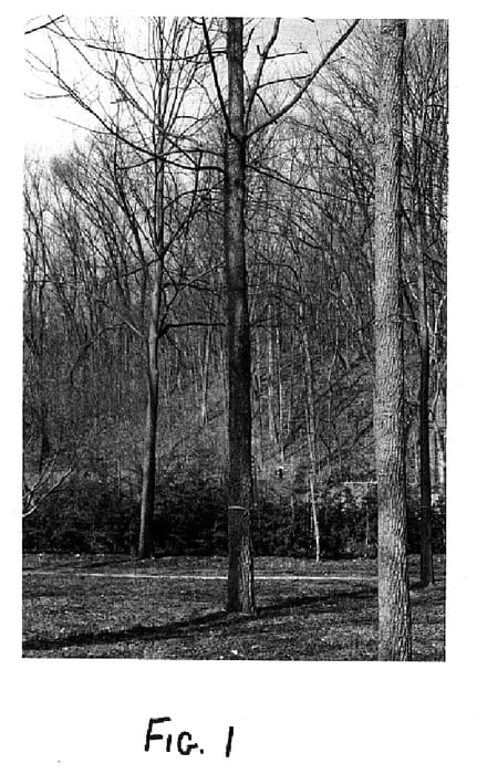 Figure 1 of US plant patent PP14839, the photograph of Beineke 10 printed in the patent.