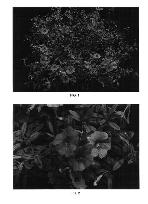 Figure 1 of US plant patent PP14840, the photograph of Kakegawa S54 printed in the patent.