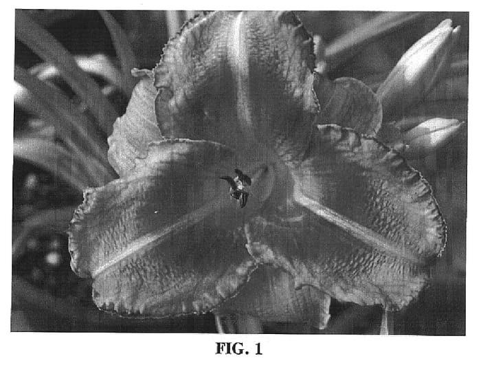 Figure 1 of US plant patent PP14841, the photograph of Just Plum Happy printed in the patent.