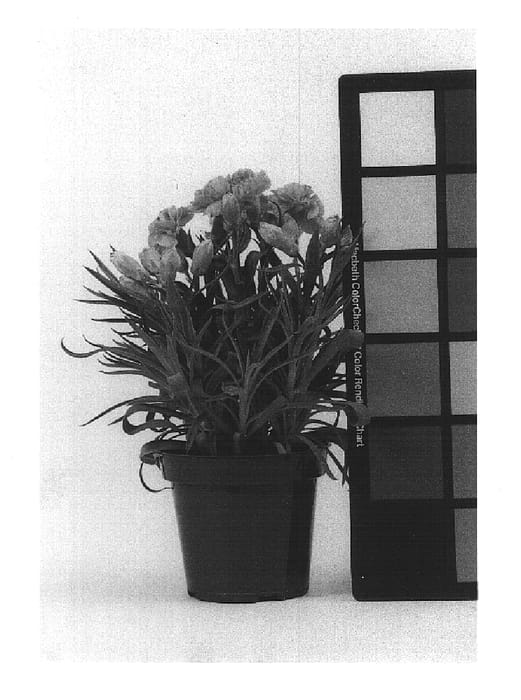 Figure 1 of US plant patent PP14842, the photograph of CFPC Mango printed in the patent.