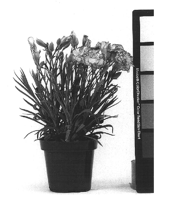Figure 1 of US plant patent PP14843, the photograph of CFPC SARI printed in the patent.