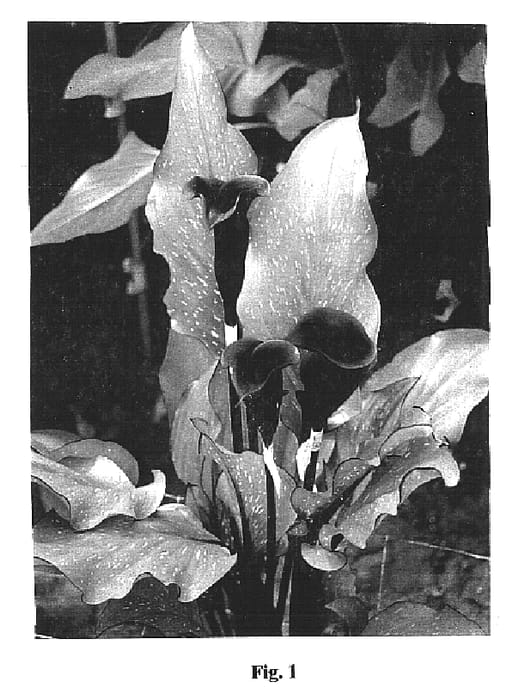 Figure 1 of US plant patent PP14844, the photograph of Black Star printed in the patent.