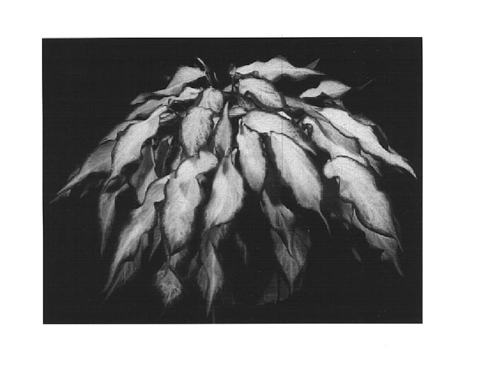 Figure 1 of US plant patent PP14845, the photograph of Florida Whitewater printed in the patent.