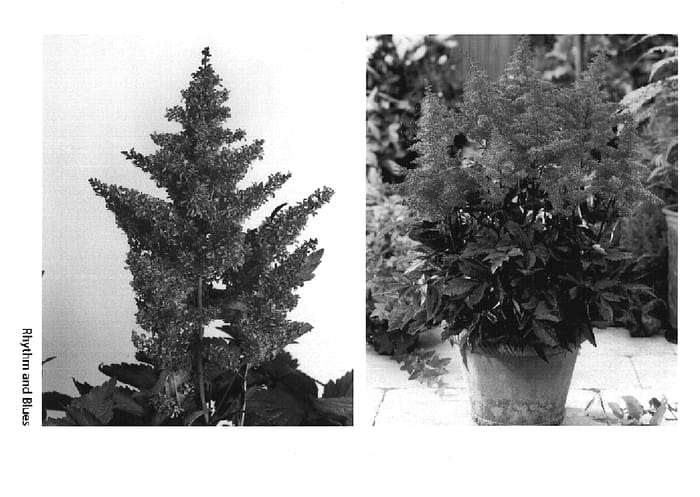 Figure 1 of US plant patent PP14846, the photograph of Rhythm and Blues printed in the patent.