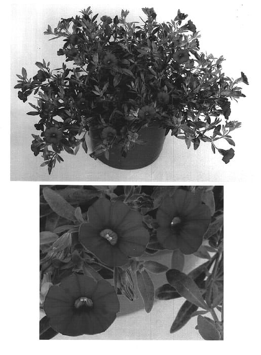 Figure 1 of US plant patent PP14847, the photograph of Uscali28 printed in the patent.