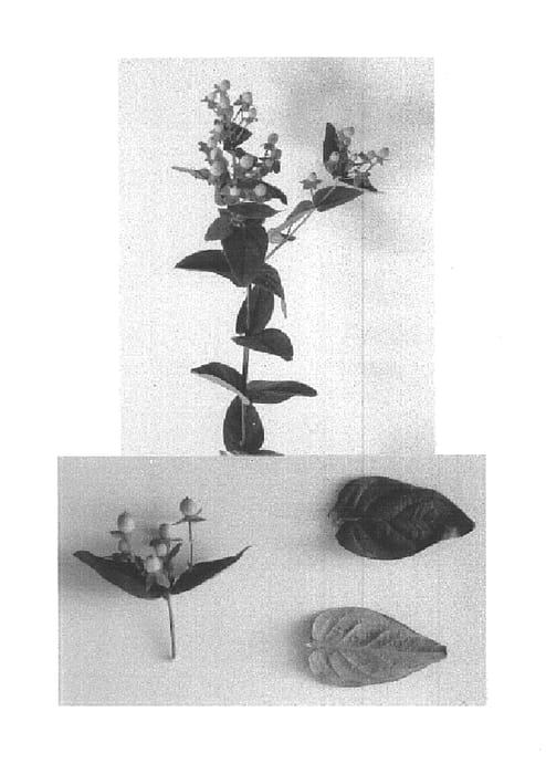Figure 1 of US plant patent PP14848, the photograph of Esmamber printed in the patent.