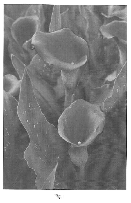 Figure 1 of US plant patent PP14849, the photograph of Romeo printed in the patent.