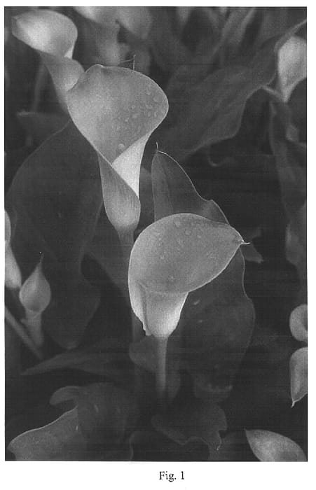Figure 1 of US plant patent PP14850, the photograph of Tahiti printed in the patent.