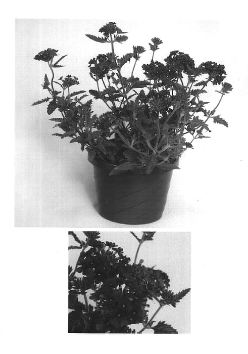 Figure 1 of US plant patent PP14851, the photograph of Usbenal5 printed in the patent.
