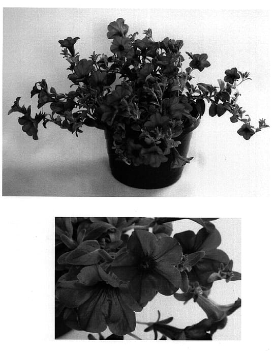 Figure 1 of US plant patent PP14852, the photograph of USTUNI218 printed in the patent.