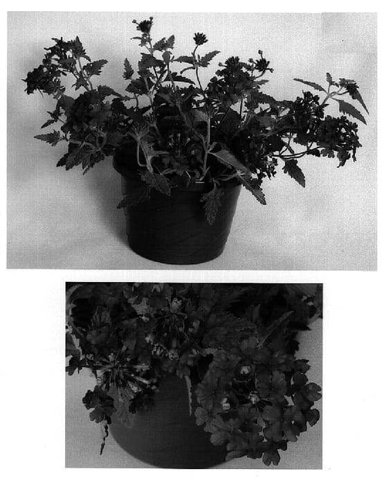 Figure 1 of US plant patent PP14853, the photograph of Usbenal8 printed in the patent.