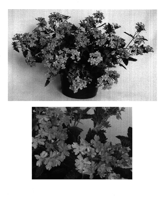 Figure 1 of US plant patent PP14854, the photograph of USBENAL11 printed in the patent.