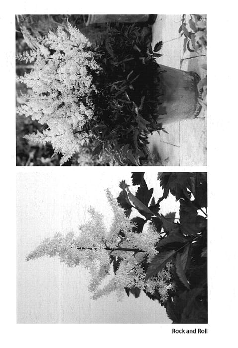 Figure 1 of US plant patent PP14855, the photograph of Rock and Roll printed in the patent.