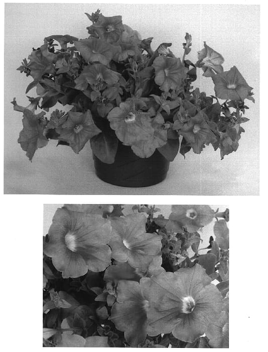 Figure 1 of US plant patent PP14856, the photograph of Ustuni153 printed in the patent.