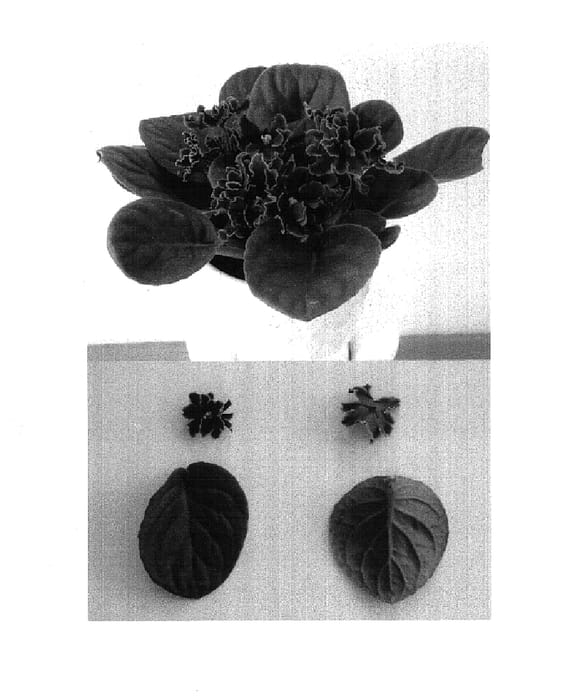Figure 1 of US plant patent PP14857, the photograph of Butterfly Blue printed in the patent.