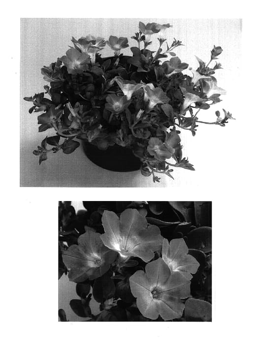 Figure 1 of US plant patent PP14858, the photograph of Mediopimo printed in the patent.