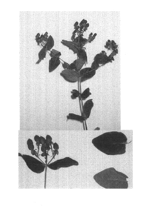Figure 1 of US plant patent PP14859, the photograph of Esmfire printed in the patent.