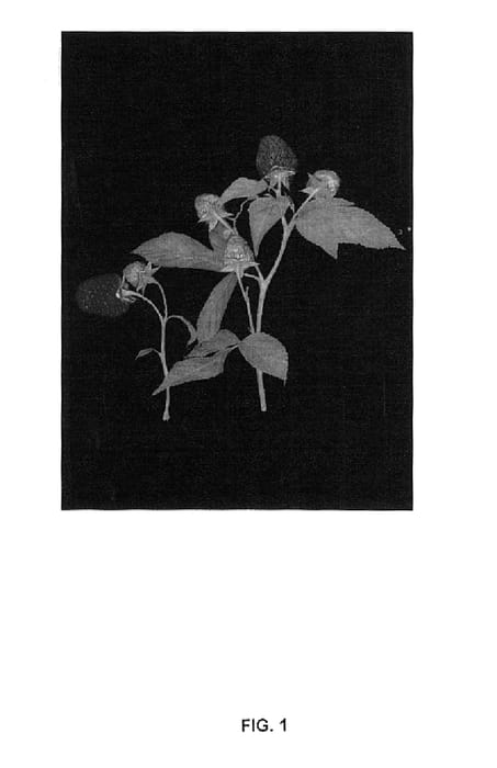 Figure 1 of US plant patent PP14860, the photograph of Driscoll Francesca printed in the patent.